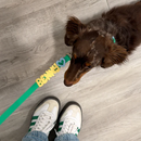 Waterproof Dog Leash - 5ft