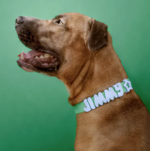 Waterproof Dog Collar